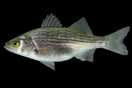 Hybrid striped bass, or wiper, juvenile, side view photo with black background