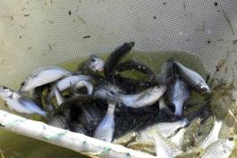 Several young white bass-striped bass hybrids in a net, shown during the stocking process