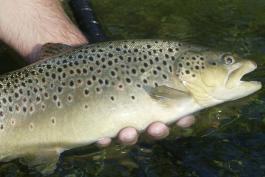 Image of a brown trout