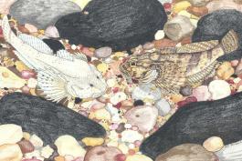 Illustration of Grotto and Banded Sculpins.