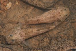 Photo of two grotto sculpin.