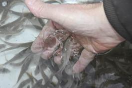 A hand cradles a Topeka shiner prior to release.