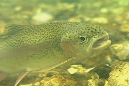 Rainbow trout. Its head is spotted, and the colorful sides are visible.