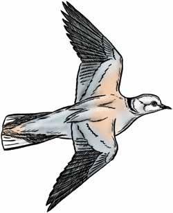 Illustration of Eurasian collared-dove in flight
