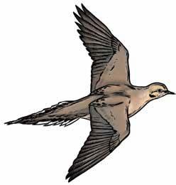 Illustration of mourning dove in flight