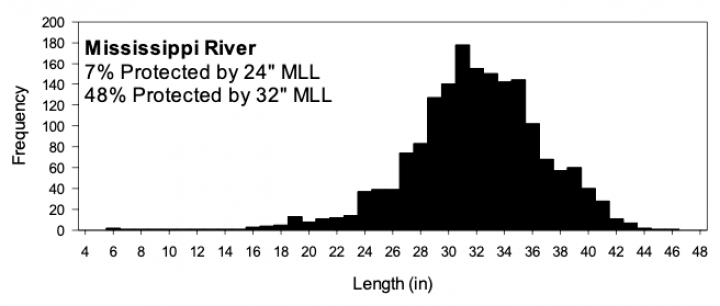 Protection frequency based of length of paddlefish in Mississippi River