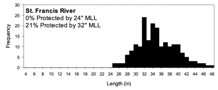 Chart showing length/frequency of paddlefish in St. Francis River