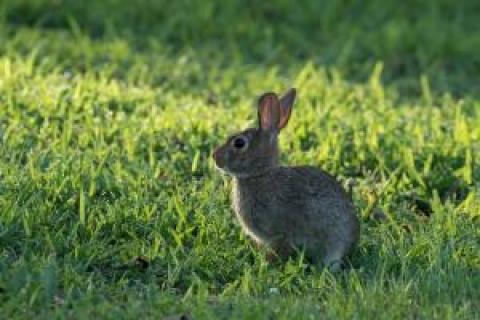 Cotton-tailed rabbit on a grass lawn