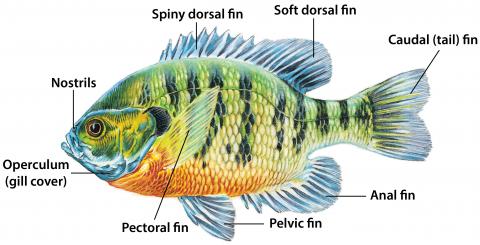 Drawing of fish with parts of fish labeled