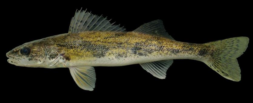 Sauger side view photo with black background