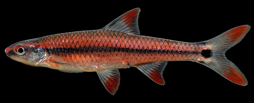 Taillight shiner male in spawning colors, side view photo with black background