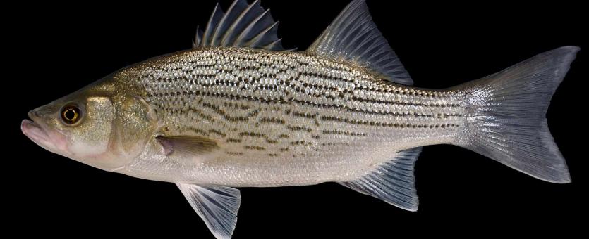 Hybrid striped bass, or wiper, side view photo with black background